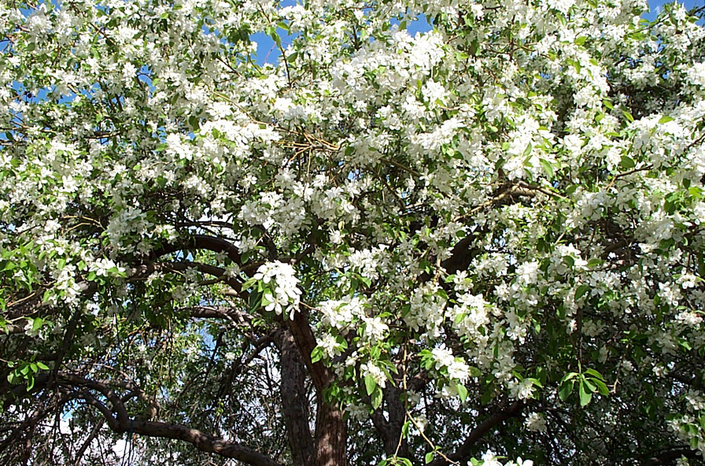 appletrees